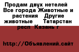 Продам двух нетелей - Все города Животные и растения » Другие животные   . Татарстан респ.,Казань г.